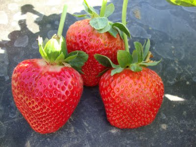 Portola - Strawberry Varieties